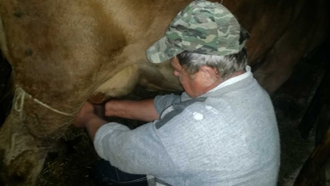 Ion in Breb milks the cow so we could enjoy the freshest cream on Elena's pasteries later that evening.